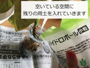 シンゴニウムの植え替え中