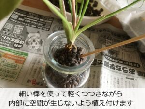 シンゴニウムの植え替え中