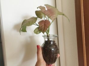 シンゴニウムの植え替え完了