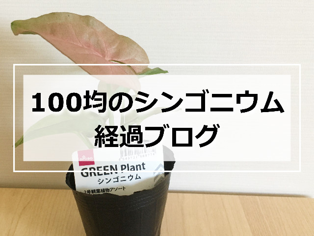 100均シンゴニウム