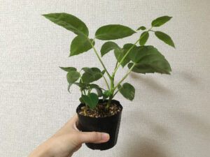 スリコで購入してから1か月経過したブラッサイア