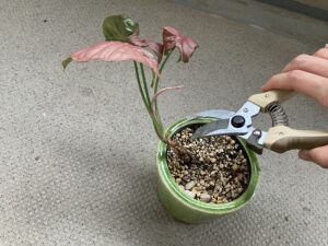 シンゴニウムの切り戻し