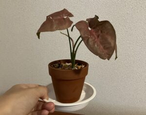 土に植え替えたシンゴニウム