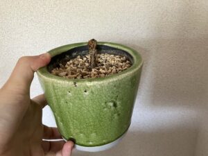 茎だけになったシンゴニウム