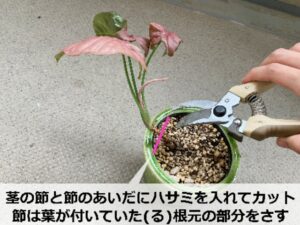 シンゴニウムをカットする