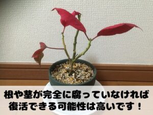 しおれたポインセチアが復活できるかの見分け方