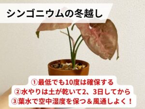 シンゴニウムの冬越し方法