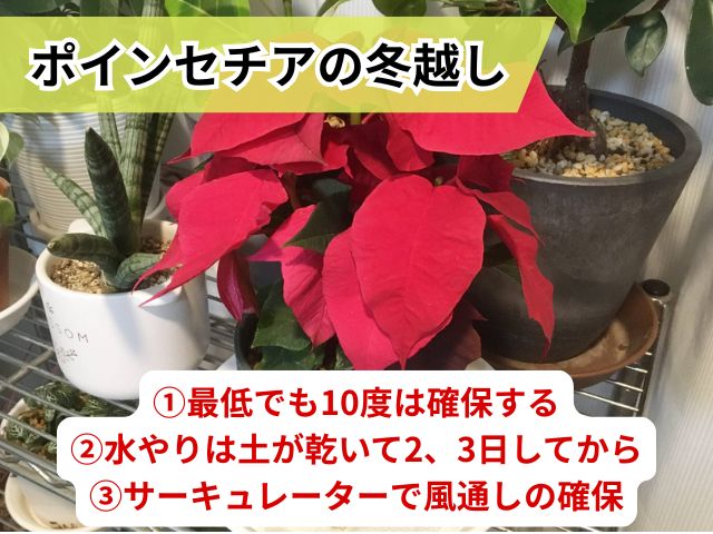 ポインセチアの冬越し方法