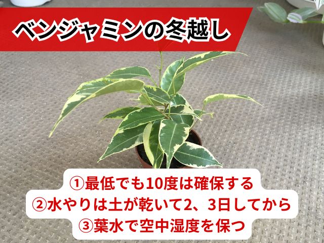 ベンジャミンの冬越しで押さえておくべきポイント３つ
