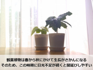 窓際の観葉植物