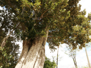 ゴムの木は常緑高木