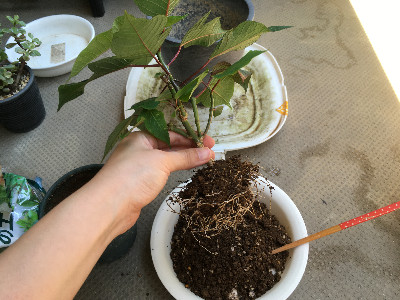 ポインセチアの根鉢をほぐす