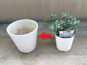 植え替え前のピレアグラウカ