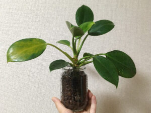 根腐れ防止剤なしで植え付けたハイドロカルチャー