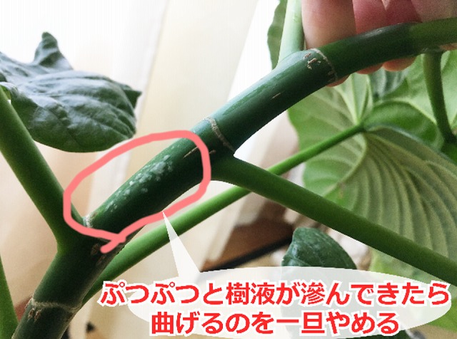 ウンベラータの簡単な幹の曲げ方を画像付きで解説します！ | 観葉植物 