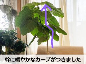 曲げ木から約3か月後のウンベラータ