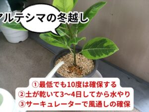 アルテシマの冬越しで押さえておくべきポイント3つ