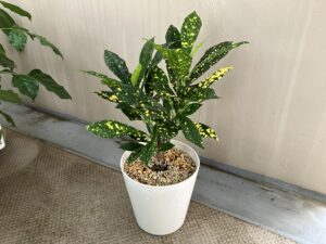 11月のクロトン