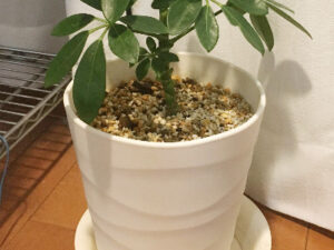 カポックを植えている土