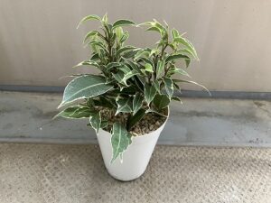 植え替え後のベンジャミン