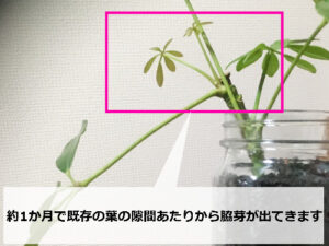 カポックの脇芽