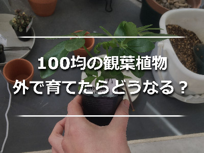 100均で買った観葉植物