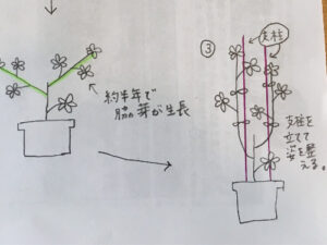 カポックの切り戻し後の経過