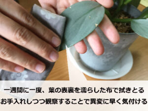 濡らしたハンカチで観葉植物の葉を優しく拭う