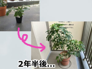 100均観葉植物を屋外で育てた結果(2年半後)