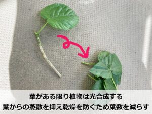 水に差す前のウンベラータの枝