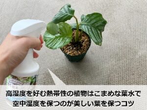 カラテアに活力剤を与える