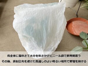 丸まった葉の改善のため、ビニール袋で覆ったカラテア