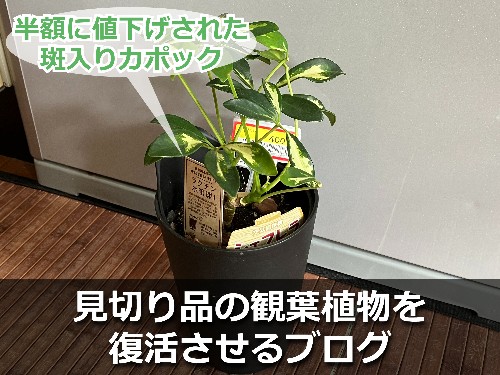 枯れそうな観葉植物(カポック・ハッピーイエロー)