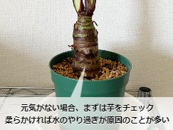 クワズイモの根茎