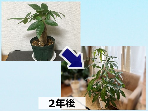 パキラが大きくならない時に確認すべき3つのポイントとは Komame Topics