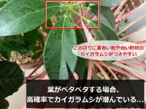 葉がベタ付く観葉植物