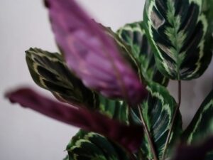 葉の裏が紫色のカラテア