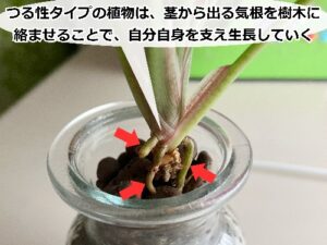 シンゴニウムの株元から出た気根