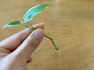 水差しで発根したペペロミアの茎