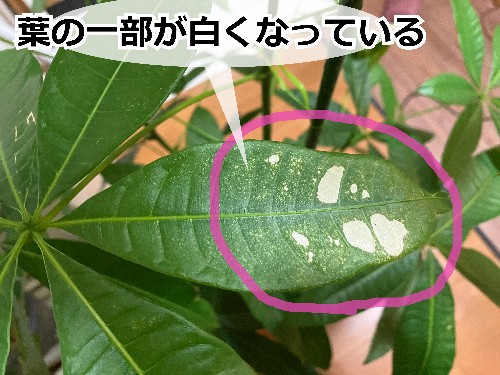 葉が白いパキラ