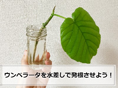 ウンベラータの水差し(1日目)