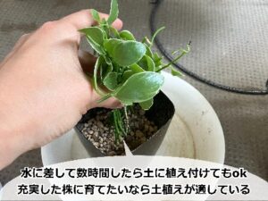 ディスキディアの挿し木