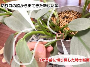 切り戻しから約2か月後に伸びた脇芽