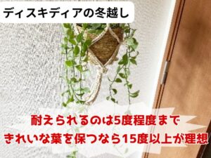 ディスキディアの冬越し方法