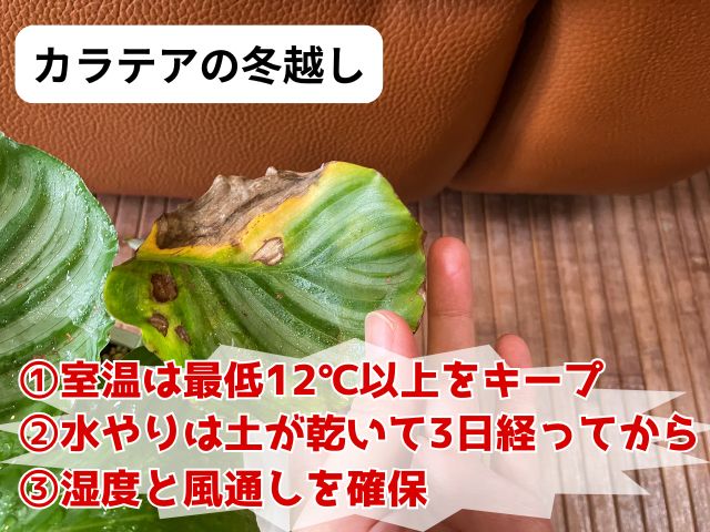 カラテアの冬越し方法