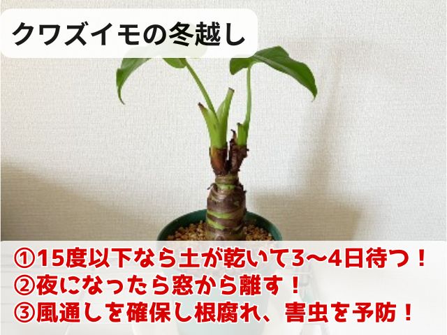 クワズイモを冬越しさせる3つのポイント
