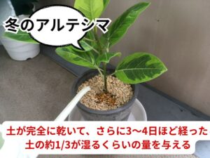 冬のアルテシマの水やり頻度