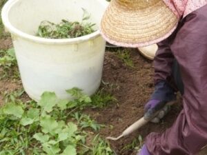 草むしり中の女性