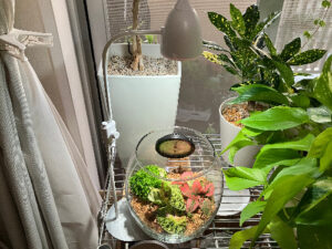 植物育成ライトを使ったパルダリウム