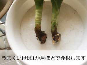 発根した幸福の木の挿し木